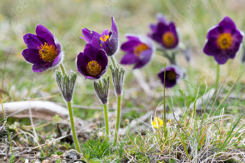 Pulsatilla flower, Cévennes National Park, France