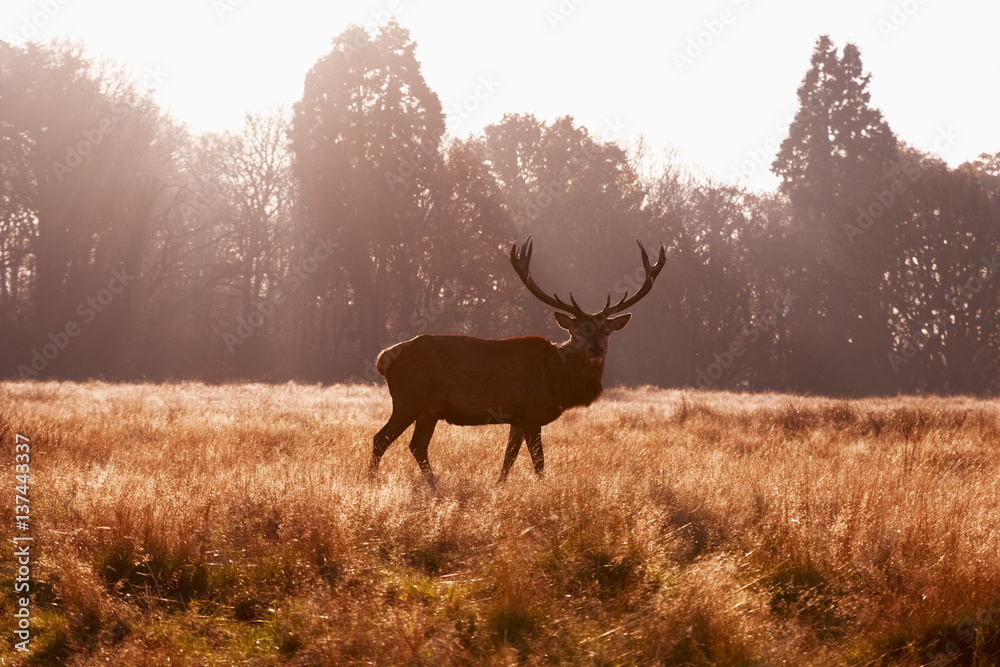Fototapeta premium Red deer in Richmond Park, London