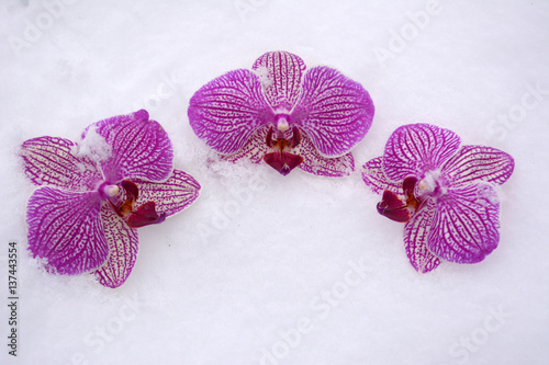 Photos three purple orchid flower in the snow, texture, background, card