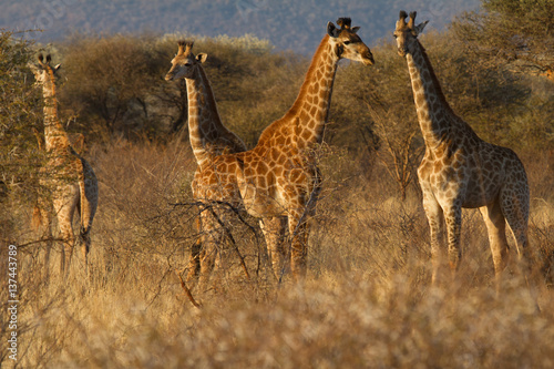 Giraffe  Madikwe Game Reserve