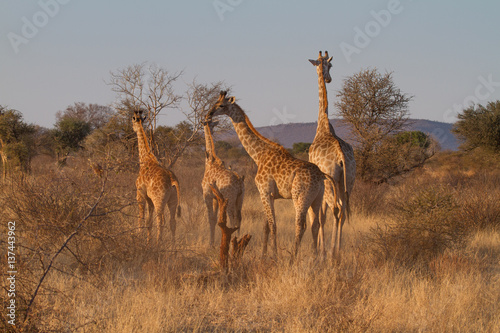 Giraffe, Madikwe Game Reserve photo