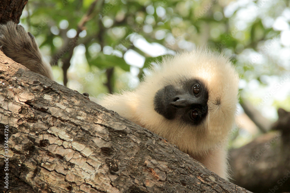 Obraz premium Black face monkey