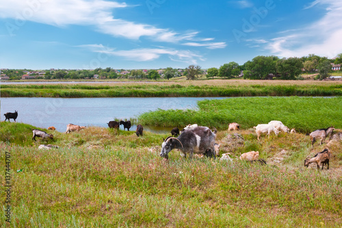 Goats grazing in the fields .