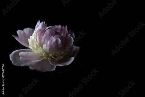 Flowers on a dark background