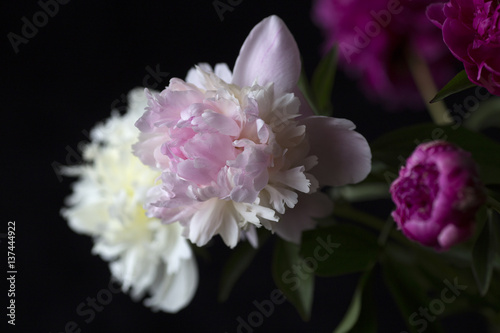 Flowers on a dark background