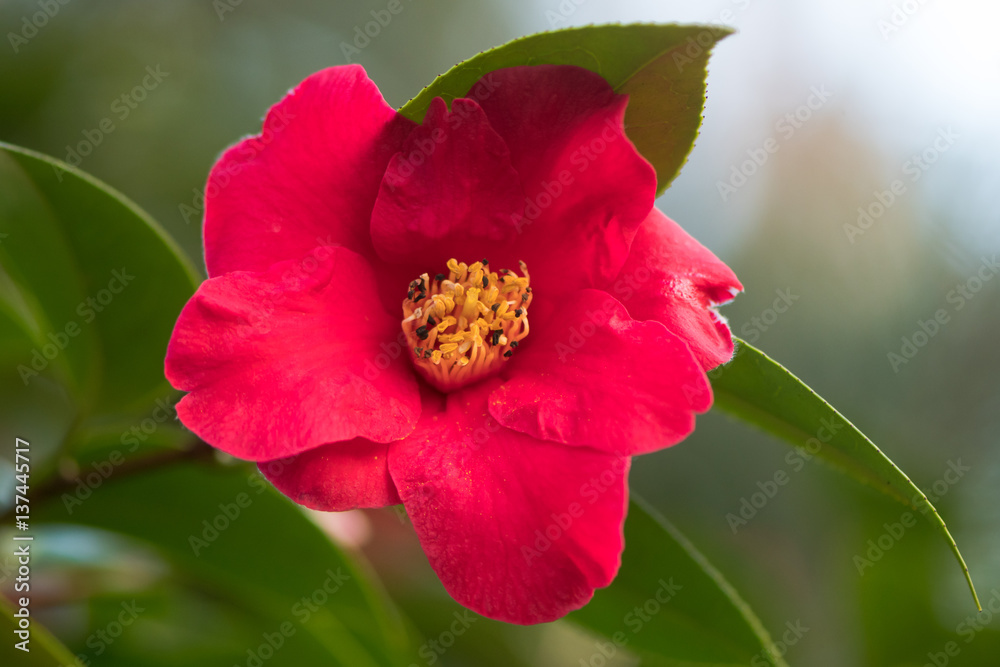 Camellia japonica dark pink flower with yellow stamens. Single flower with regular petals, with prominent display of stamens and pistils. Flowering in Bute Park, Cardiff Camellia japonica dark pink flower with yellow stamens. Single flower with regular petals, with prominent display of stamens and pistils. Flowering in Bute Park, Cardiff