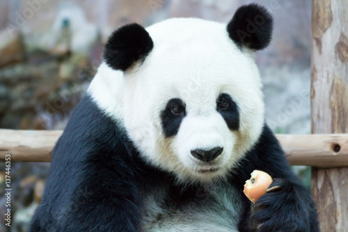 panda eating apple in Thailand