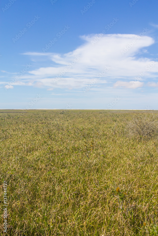 Obraz premium Swamp at Lagoa do Peixe lake