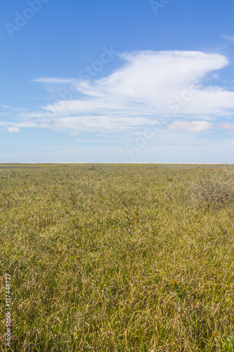 Swamp at Lagoa do Peixe lake