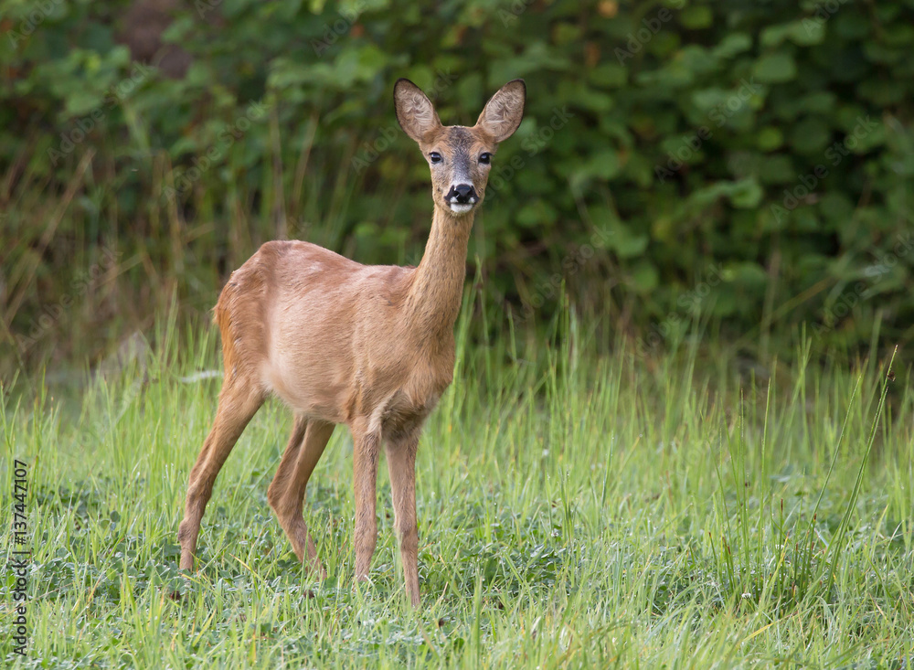 Fototapeta premium Roe deer (Capreolus capreolus)