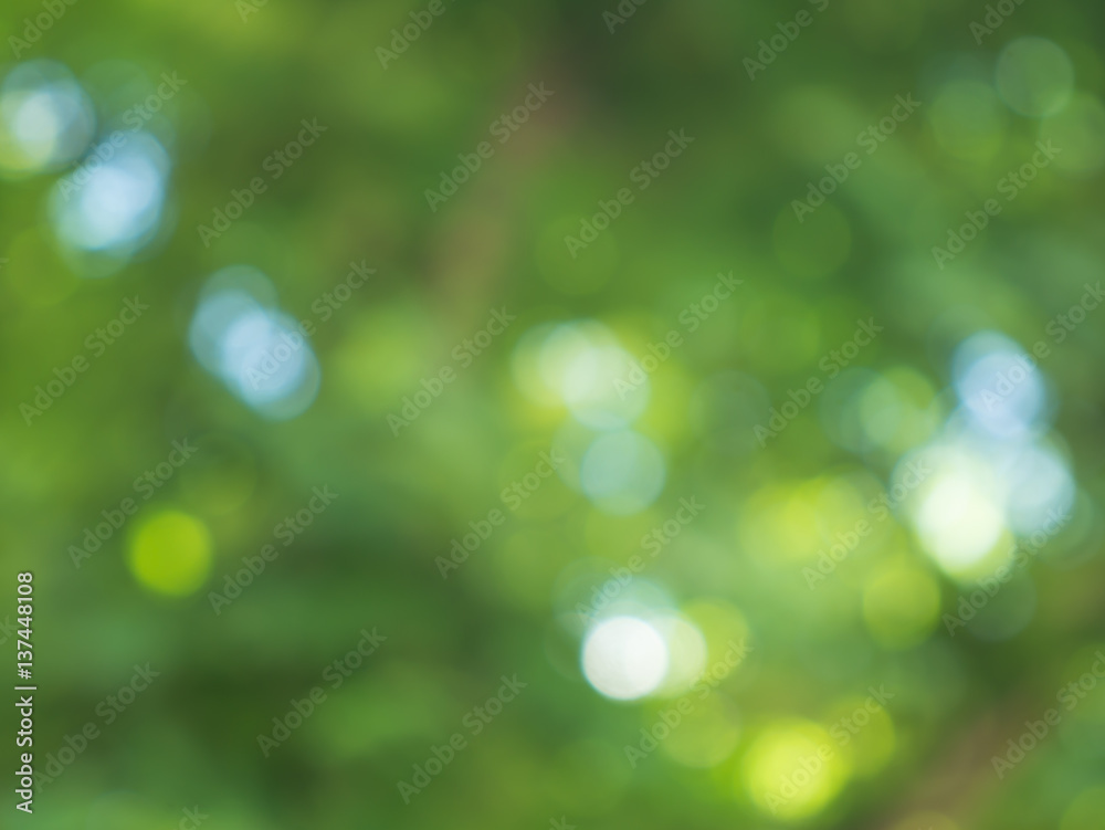 Natural green blurred bokeh background.