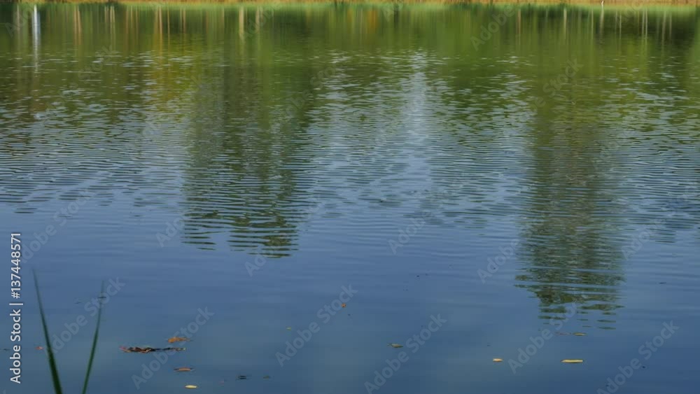 Trees in the park with a pond, a breeze against the background of sky Ultra HD 4K Trees in the park with a pond, a breeze against the background of sky Ultra HD 4K