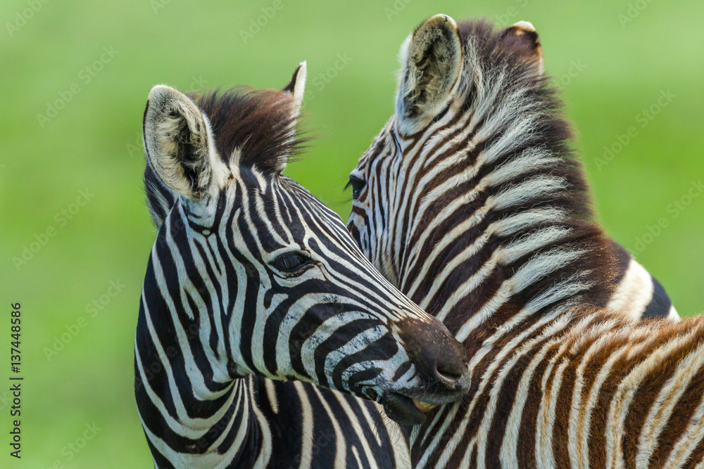 Fototapeta premium Zebra Calf's Necking Affections Animals Wildlife