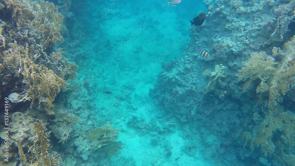 Fish swimming around a reef. Video in a slowed fourfold. Slow motion Fish swimming around a reef. Video in a slowed fourfold. Slow motion