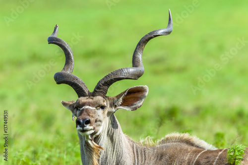 Kudu Head Horns Wildlife Animals