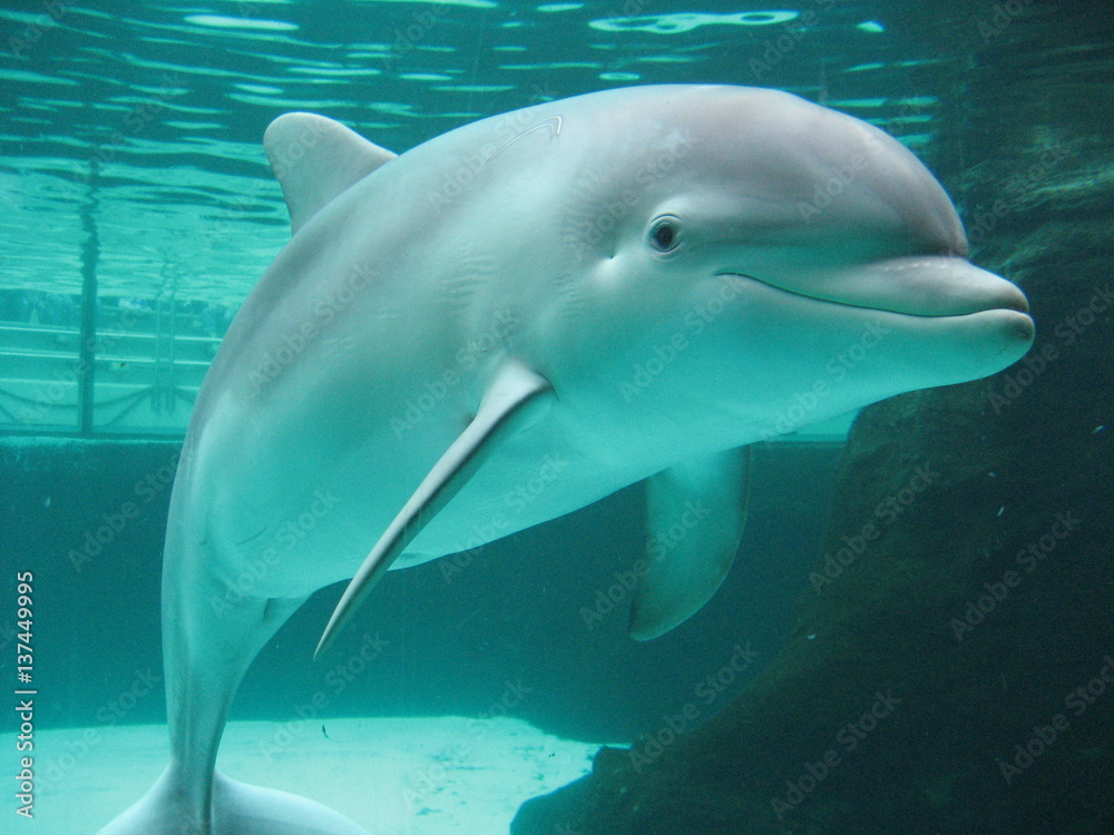 Fototapeta premium Delfin