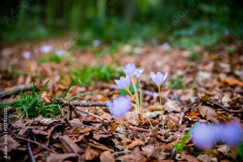 Violet Colchicum autumnale (autumn crocus, meadow saffron, naked lady) with green blurry forest background. Autumn leaves on the ground.