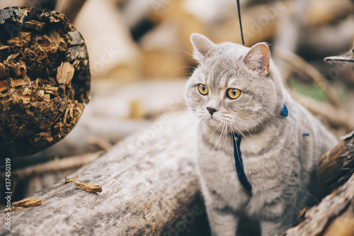 Foto Adorable little baby scottish straight cat having a stroll outdoors wearing a ca