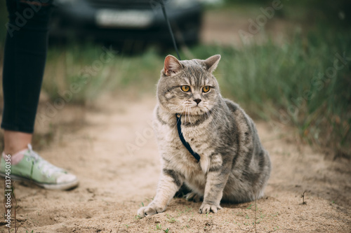 Bild auf Leinwand Adorable little baby scottish straight cat having a stroll outdoors wearing a ca