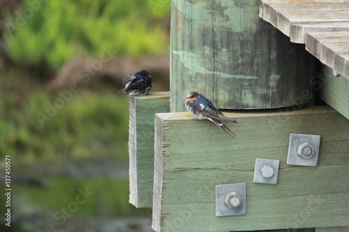 Delightful little swallows hirundo neoxena passerine birds perching on a wooden pier photo