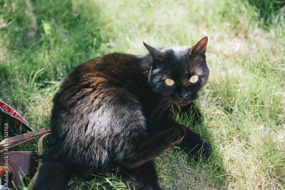cute little black cat lying and playing on the green grass