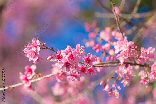 Closed-up Wild Himalayan Cherry blossom.