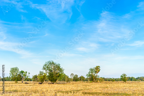 Rice fields