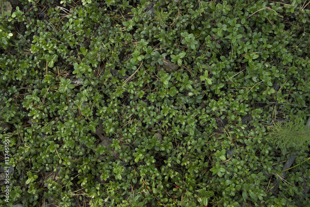 Green background. Grass