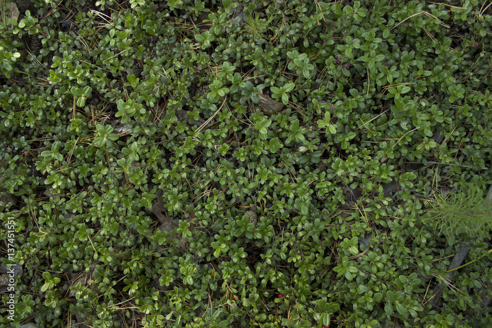 Green background. Grass Green background. Grass