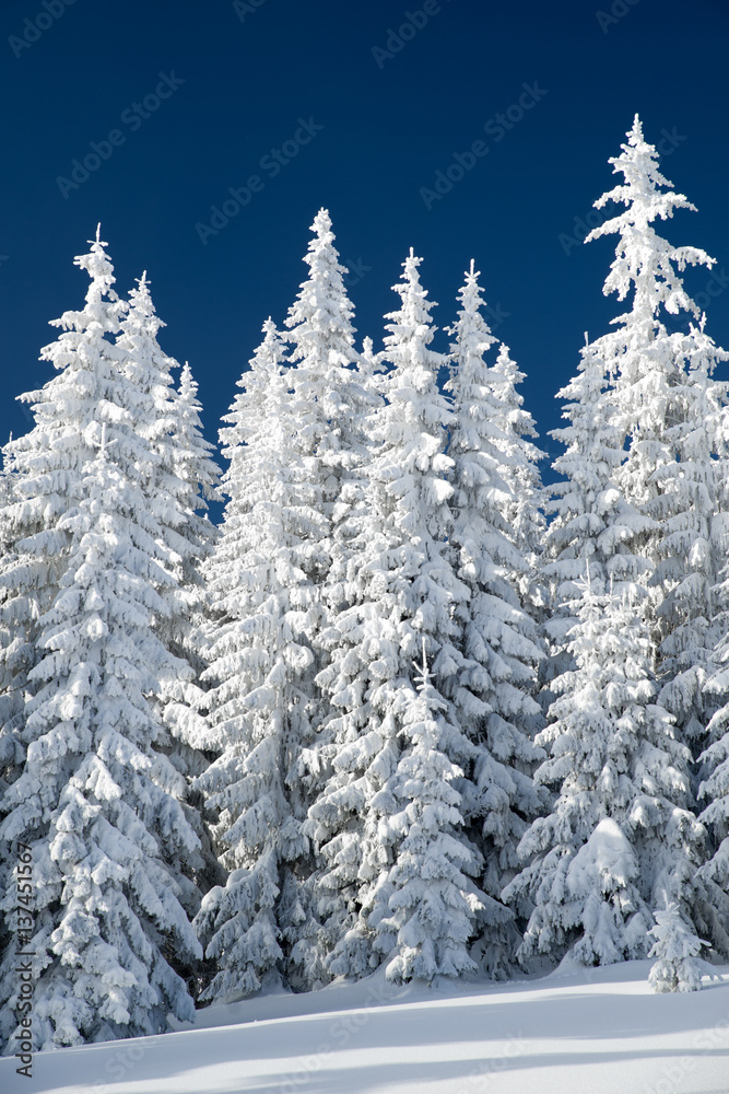 Snowy fir trees and blue sky Snowy fir trees and blue sky