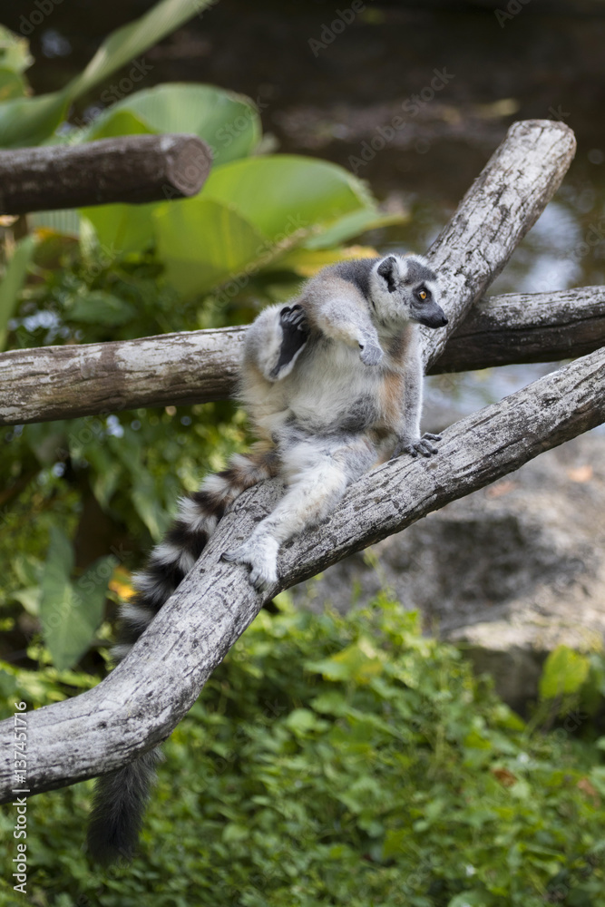 Image of a ring- tailed lemur on nature background. Wild Animals. Image of a ring- tailed lemur on nature background. Wild Animals.