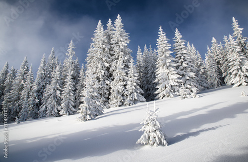 Snowy fir trees and blue sky © Jaroslav Moravcik
