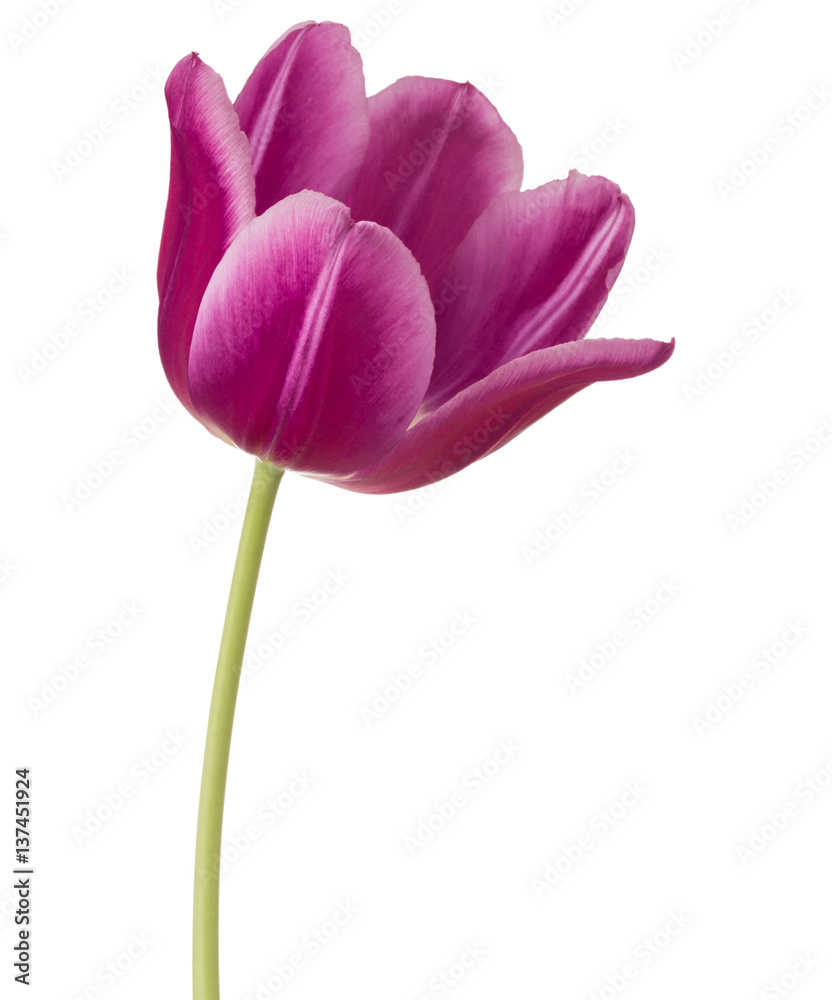 lilac tulip flower head isolated on white background lilac tulip flower head isolated on white background
