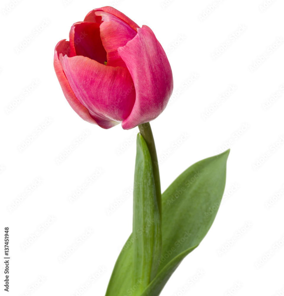 one pink tulip flower isolated on white background one pink tulip flower isolated on white background