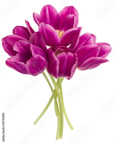 lilac tulip flowers bouquet isolated on white background cutout © Natika