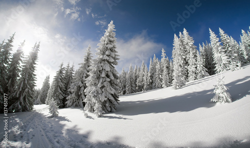 Snowy fir trees and blue sky © Jaroslav Moravcik