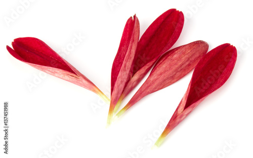 Red chrysanthemum flower petals isolated on white background © Natika