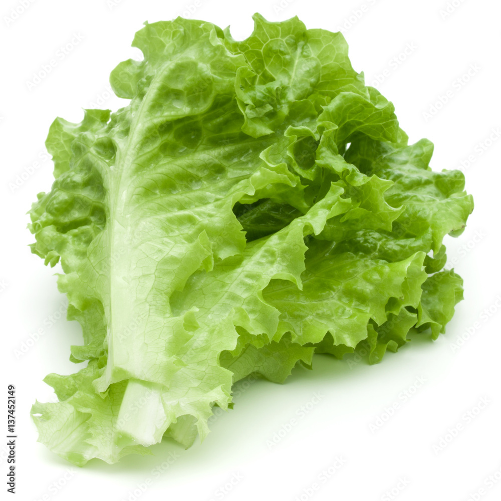 fresh green lettuce salad leaves isolated on white background fresh green lettuce salad leaves isolated on white background