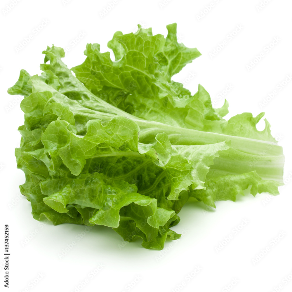 fresh green lettuce salad leaves isolated on white background fresh green lettuce salad leaves isolated on white background