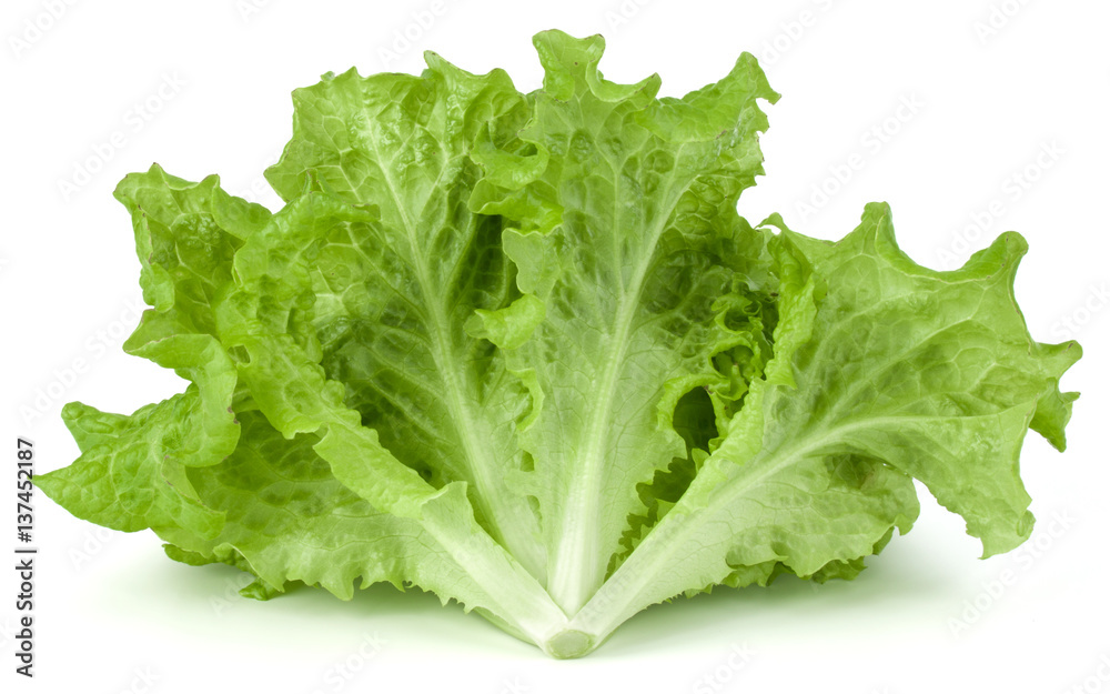fresh green lettuce salad leaves isolated on white background fresh green lettuce salad leaves isolated on white background