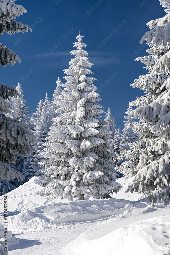 Snowy fir trees and blue sky