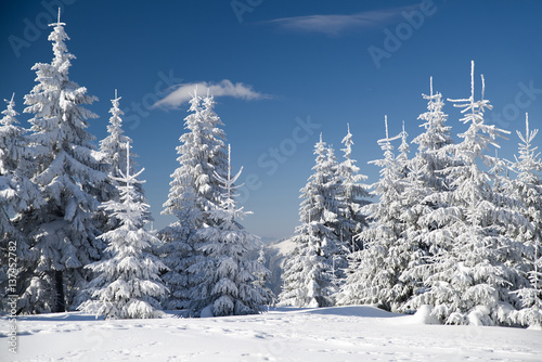 Snowy fir trees and blue sky