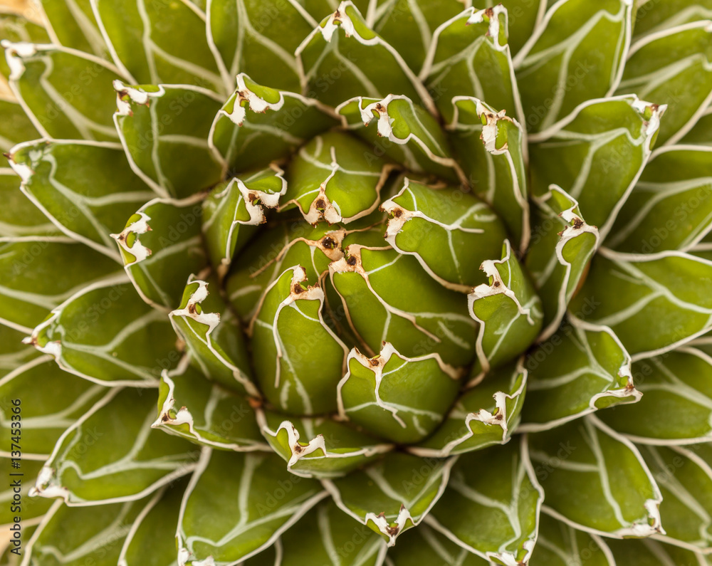 cactus cactus