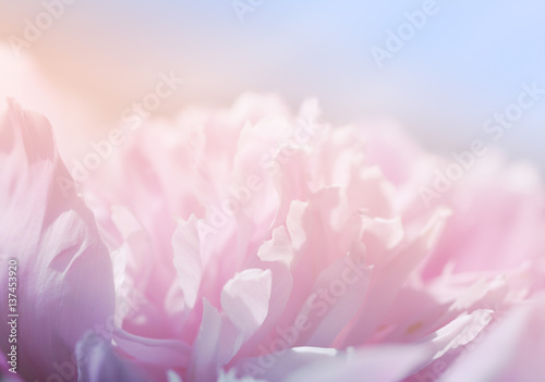 Pink peony flowers. Bouquet of pink peonies close up. Gentle pink background
