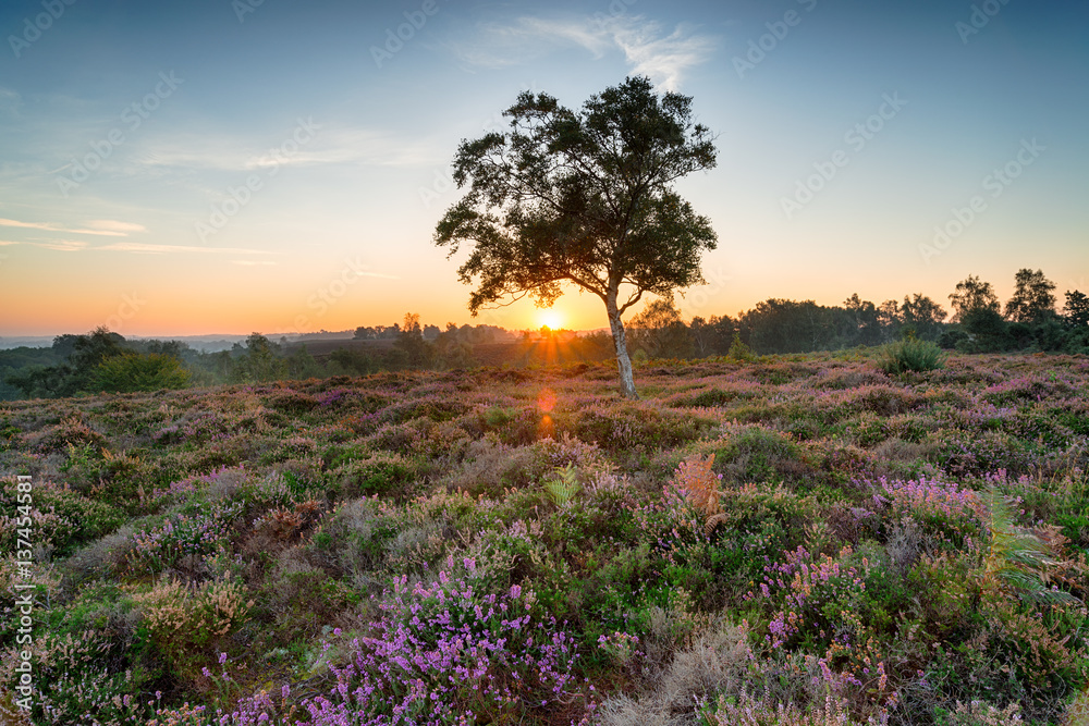 Foto New Forest Sunrise