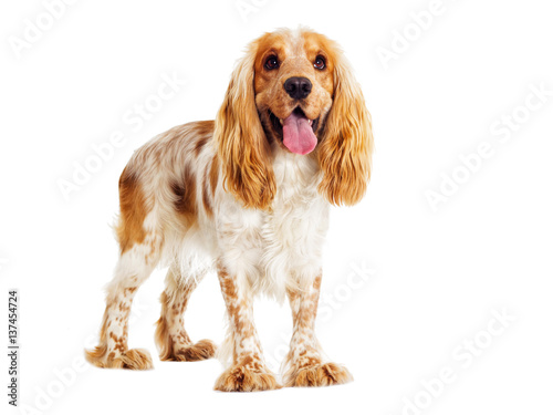 Canvas Print English cocker spaniel dog on a white background
