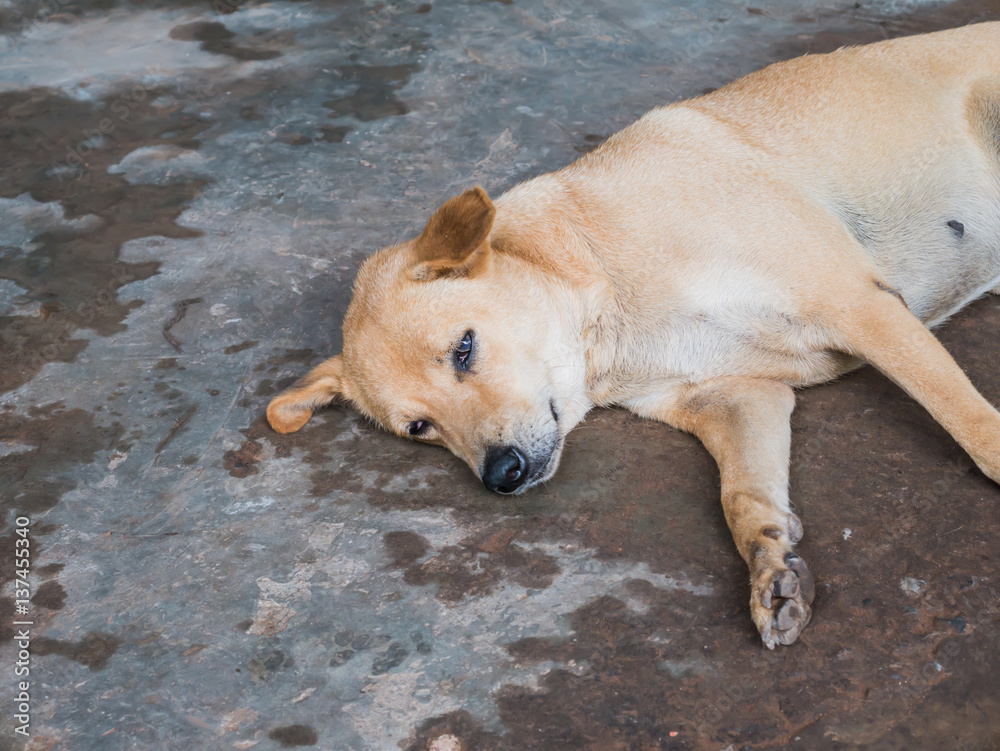 Dogs sleep on the concrete floor Dogs sleep on the concrete floor