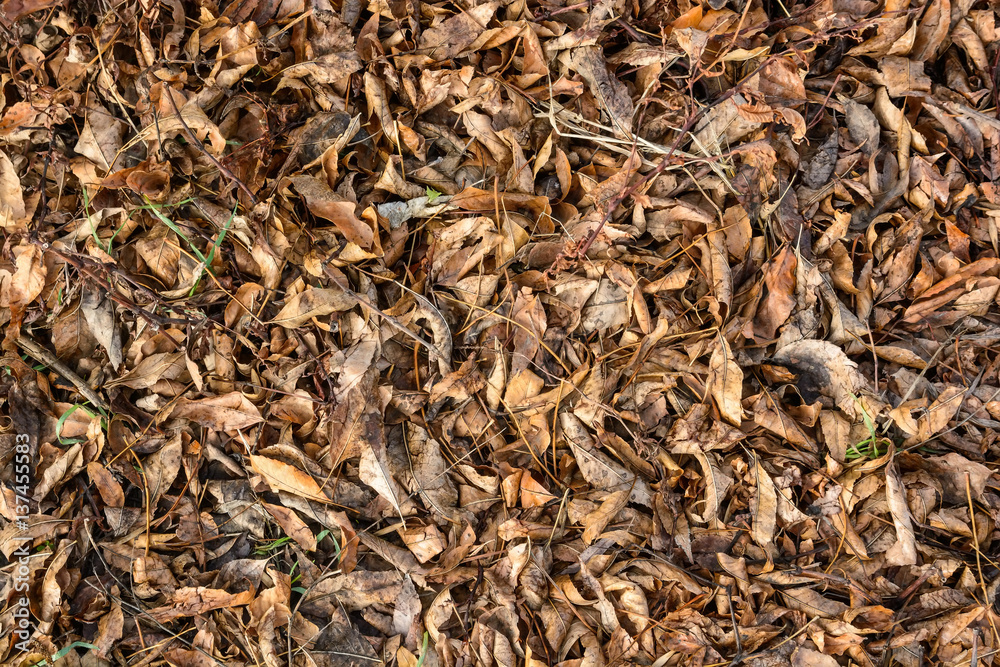 Fallen dry leaves Fallen dry leaves