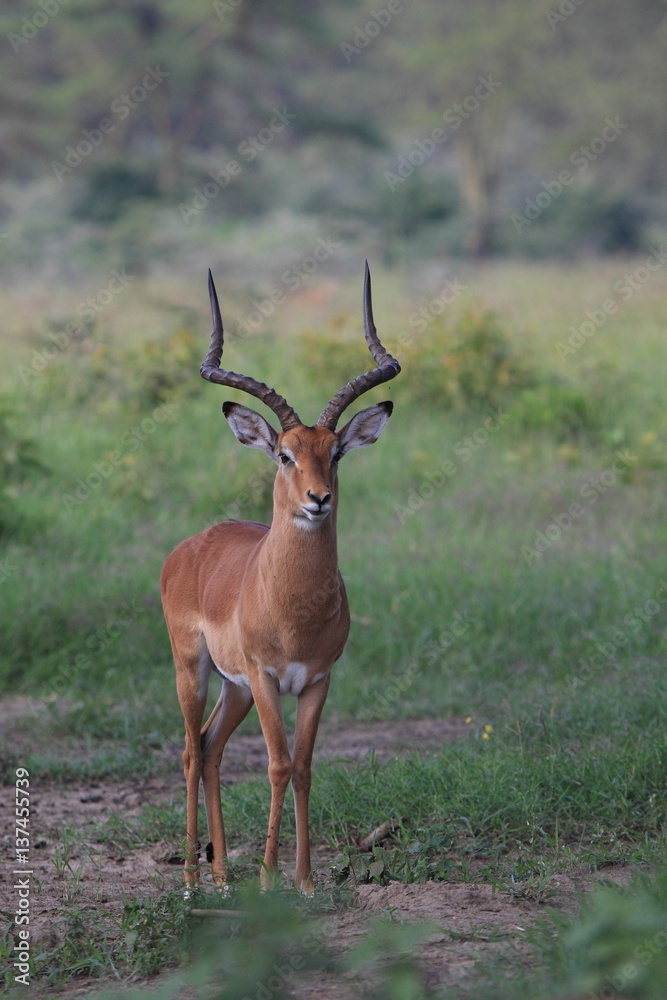 antelope Thompson antelope Thompson