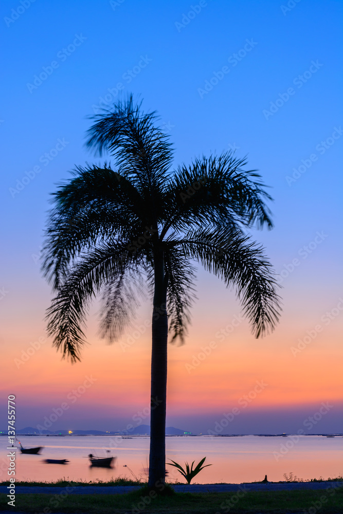 Obraz premium Palm tree on the beach background
